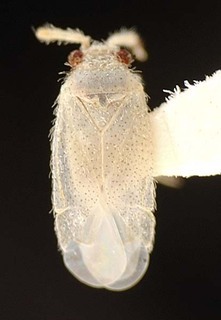 Hambletoniola antennata, AMNH PBI00095696