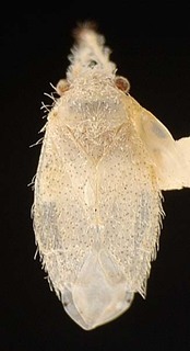 Hambletoniola antennata, AMNH PBI00095697