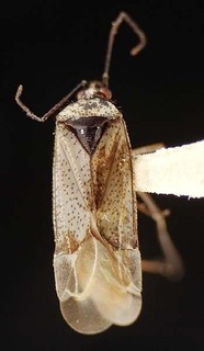 Macrotylus salviae, AMNH PBI00095618