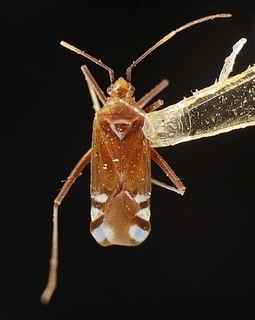 Macrotylus sexguttatus, AMNH PBI00095619