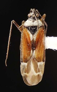 Macrotylus vanduzeei, AMNH PBI00095625