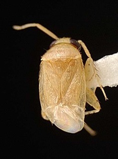 Campylomma lividicornis, AMNH PBI00095720