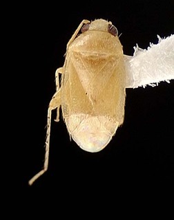 Campylomma lividicornis, AMNH PBI00095721