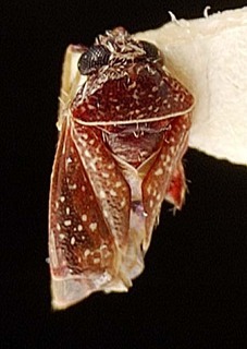 Campylomma marmorosa, AMNH PBI00095727