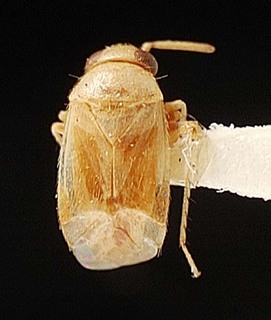 Campylomma marshallensis, AMNH PBI00095729