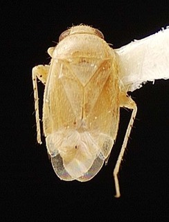 Campylomma marshallensis, AMNH PBI00095730