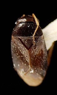 Campylomma nigra, AMNH PBI00095738