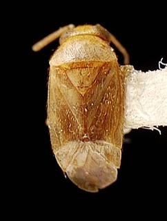 Campylomma noumeae, AMNH PBI00095739