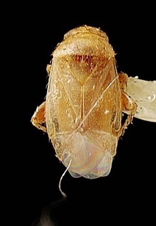 Campylomma noumeae, AMNH PBI00095740