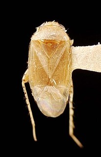 Campylomma pacificae, AMNH PBI00095744