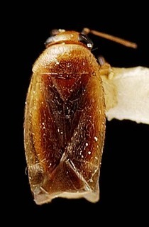 Campylomma papuana, AMNH PBI00095760