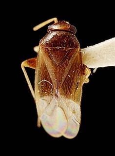 Campylomma rapae, AMNH PBI00095761