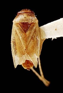 Campylomma rapae, AMNH PBI00095762