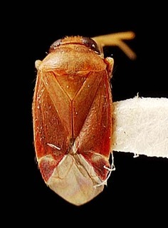 Campylomma rubrotincta, AMNH PBI00095763