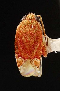 Campylomma sandaracine, AMNH PBI00095764