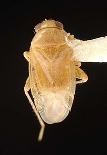 Campylomma tahitica, AMNH PBI00095747