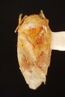 Campylomma tinctipennis, AMNH PBI00095750