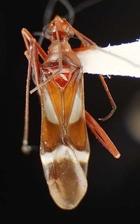 Coquillettia luteiclava, AMNH PBI00095966