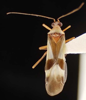 Coquillettia venusta, AMNH PBI00095926