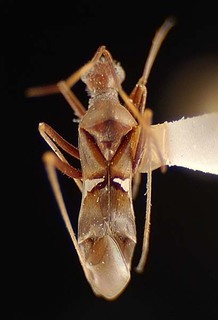 Formicopsella regneri, AMNH PBI00096047
