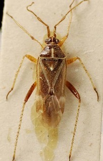Harpocera thoracica, AMNH PBI00095771
