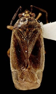 Hoplomachus affiguratus, AMNH PBI00095783