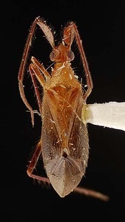 Clapmarius kalabakan, AMNH PBI00096093