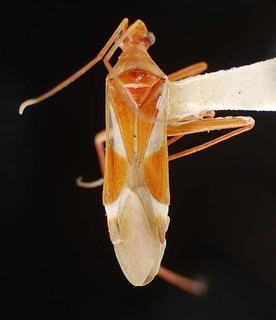 Coquillettia laticeps, AMNH PBI00096251