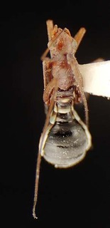 Coquillettia soligena, AMNH PBI00096248