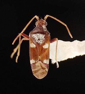 Hallodapus maculatus, AMNH PBI00096099