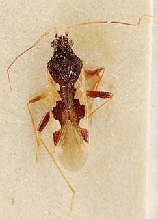 Hallodapus pilosus, AMNH PBI00096103