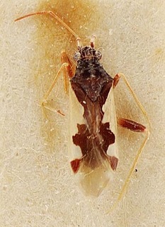 Hallodapus pilosus, AMNH PBI00096104