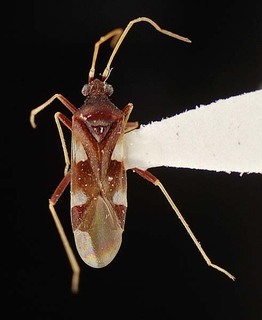 Hallodapus quadrimaculatus, AMNH PBI00096110