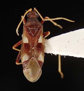 Hallodapus quadrimaculatus, AMNH PBI00096111