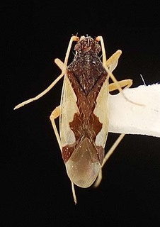 Hallodapus similis, AMNH PBI00096116
