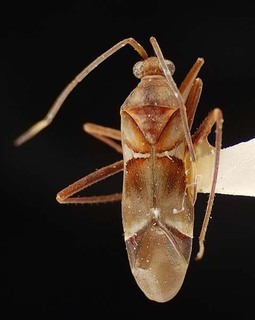 Pangania fasciatipennis, AMNH PBI00096136