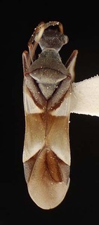 Skukuza slateri, AMNH PBI00096143