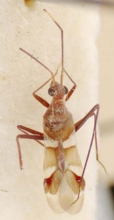 Systellonotus brincki, AMNH PBI00096146
