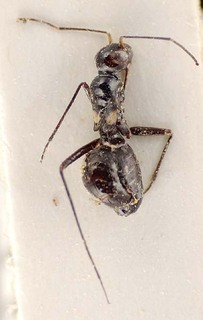 Systellonotus velox, AMNH PBI00096158