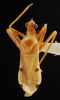 Thyanta accerra, AMNH PBI00096076