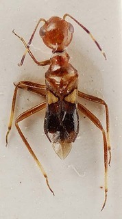 Thyanta accerra, AMNH PBI00096088