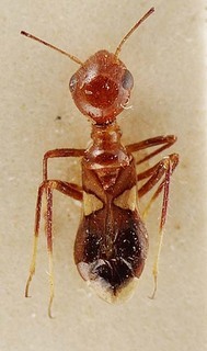 Thyanta accerra, AMNH PBI00096089