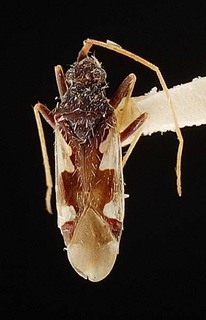 Thyanta accerra, AMNH PBI00096107
