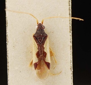 Thyanta pseudocasta, AMNH PBI00096118
