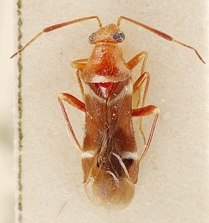 Trichopepla semivittata, AMNH PBI00096125