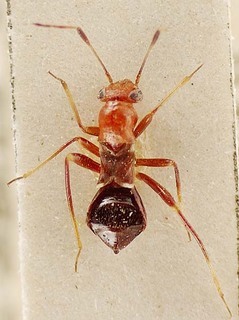 Trichopepla semivittata, AMNH PBI00096126
