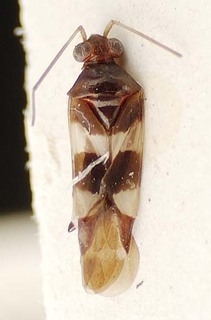 Trichopepla semivittata, AMNH PBI00096138