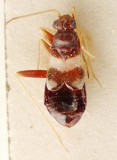 Trichopepla semivittata, AMNH PBI00096142