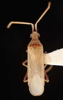 Trichophorella australis, AMNH PBI00096161