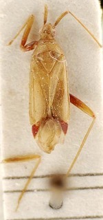 Trichophorella sordidipennis, AMNH PBI00096165